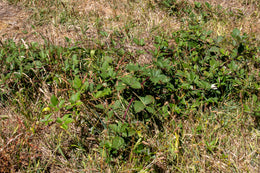 weed-image