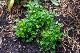 weed-image