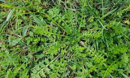 weed-image