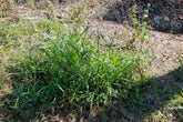 weed-image