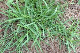 weed-image