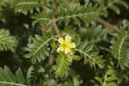 weed-image