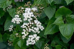 weed-image