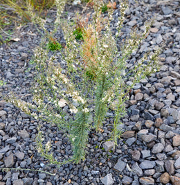 weed-image