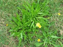 weed-image