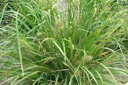 weed-image