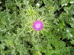weed-image