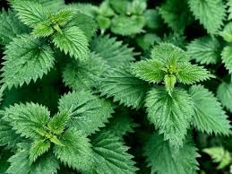 weed-image