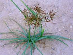 weed-image