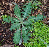 weed-image