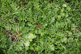 weed-image