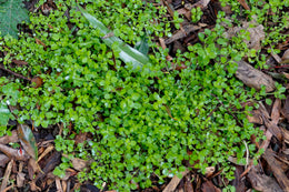 weed-image