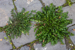 weed-image