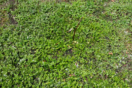 weed-image