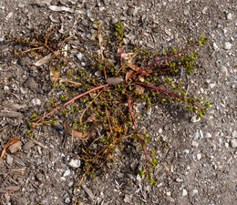 weed-image