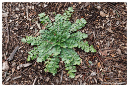 weed-image