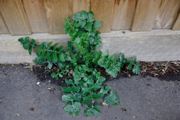 weed-image
