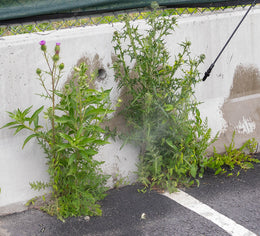weed-image