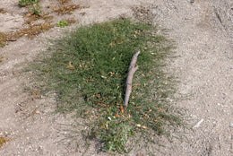 weed-image